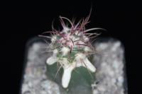 Echinocactus polycephalus VZD 657